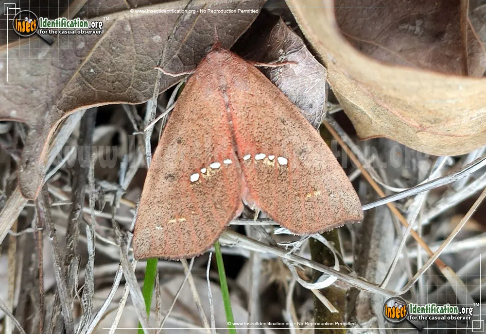 Large Necklace Moth