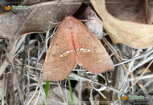 Large Necklace Moth - photo 2