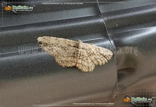 Large Purplish Gray Moth - photo 2