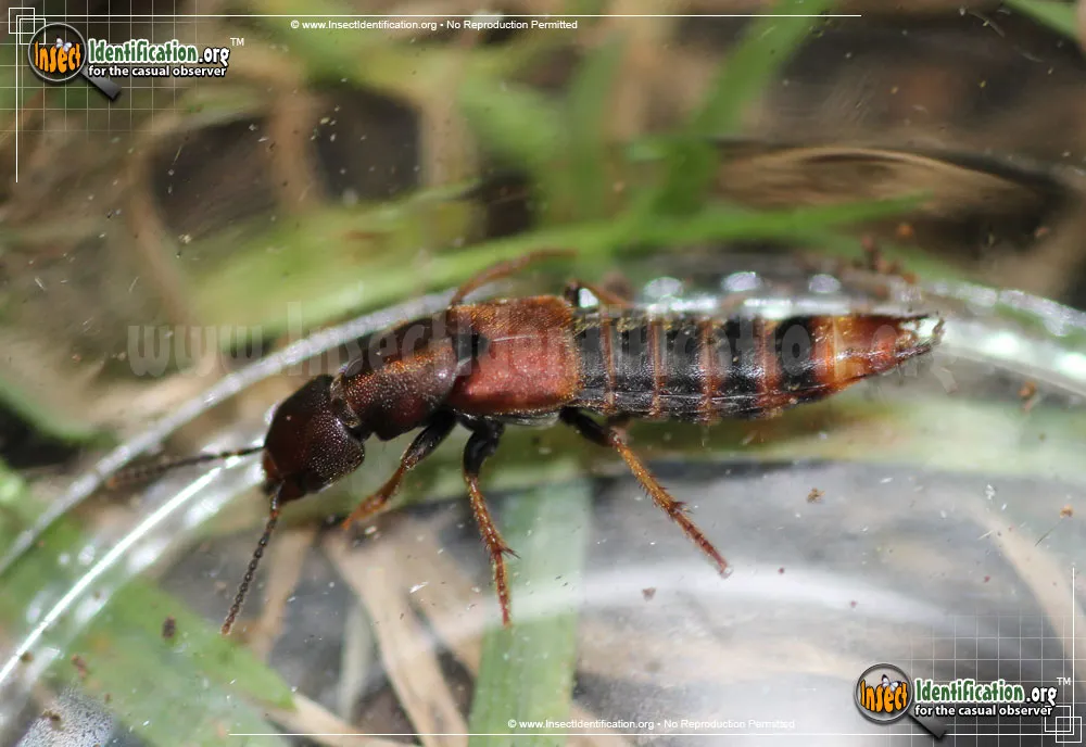 Large Rove Beetle -P. cinnamopterus