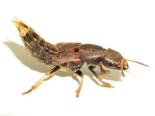 Large Rove Beetle -P. maculosus