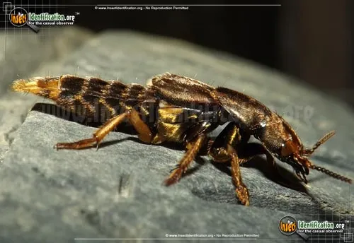Large Rove Beetle -P. maculosus - photo 5