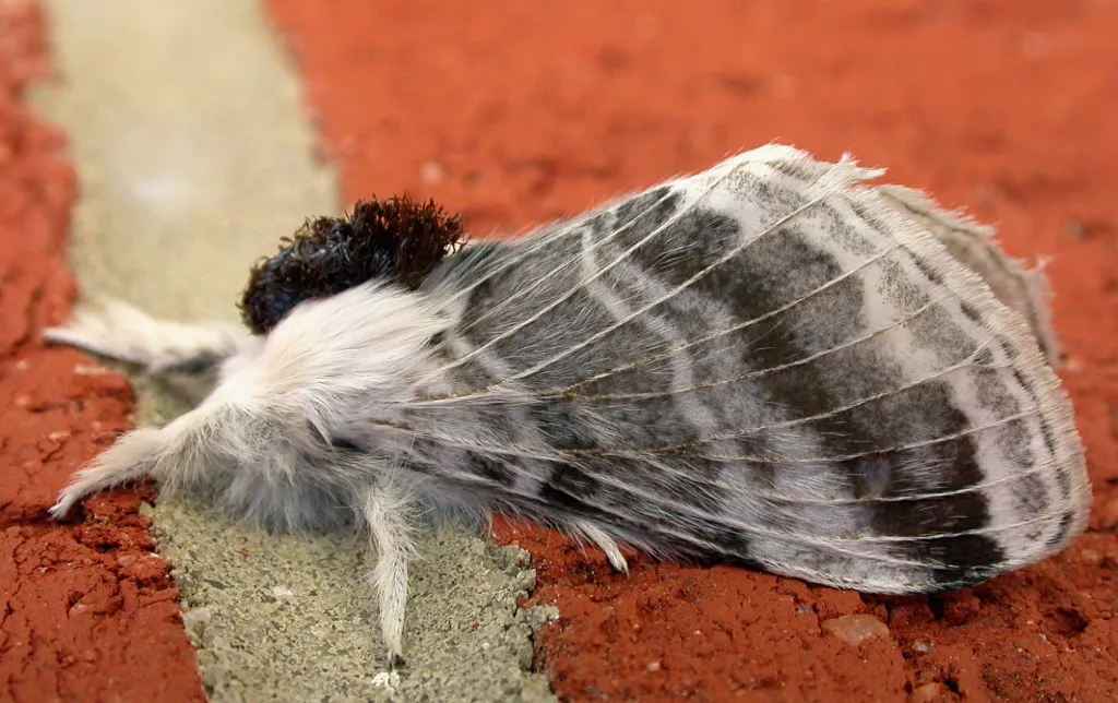 Large Tolype Moth - photo 3