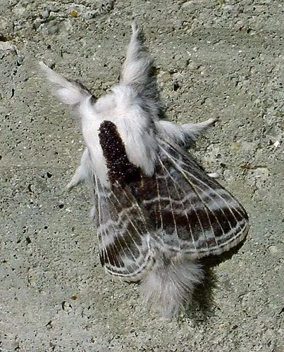 Large Tolype Moth - photo 4