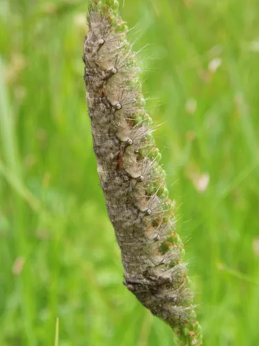 Large Tolype Moth - photo 5