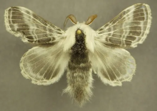 Large Tolype Moth - photo 6
