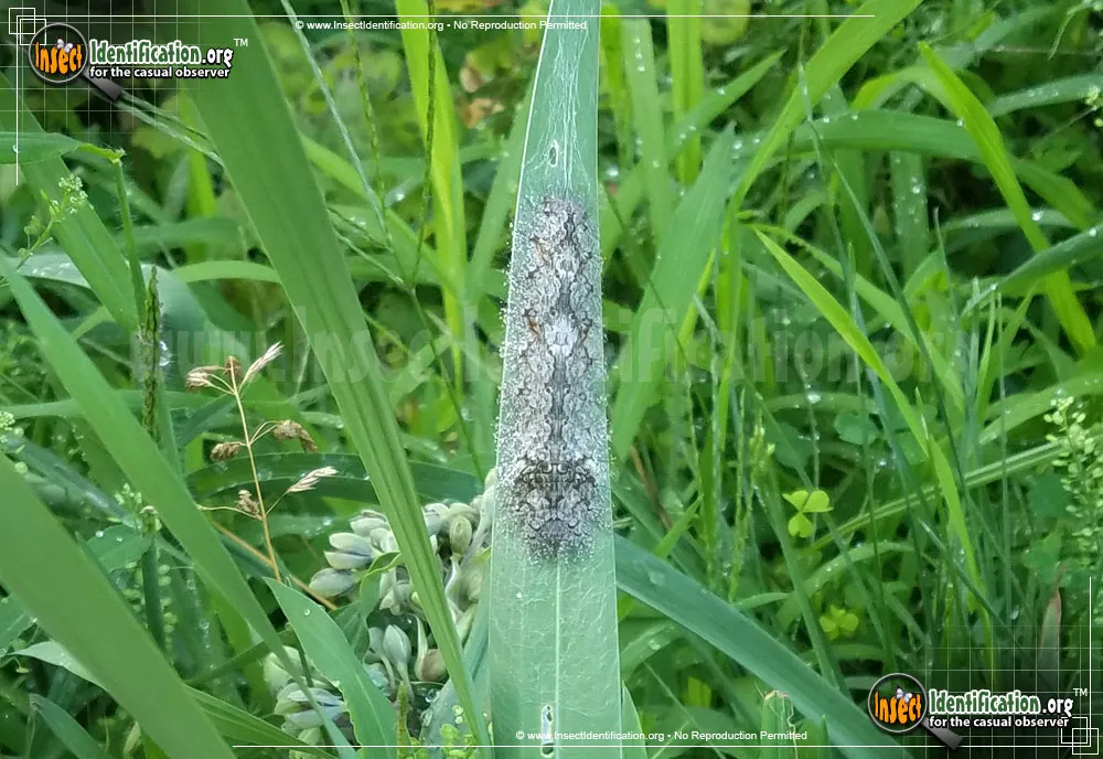 Large Tolype Moth - photo 7
