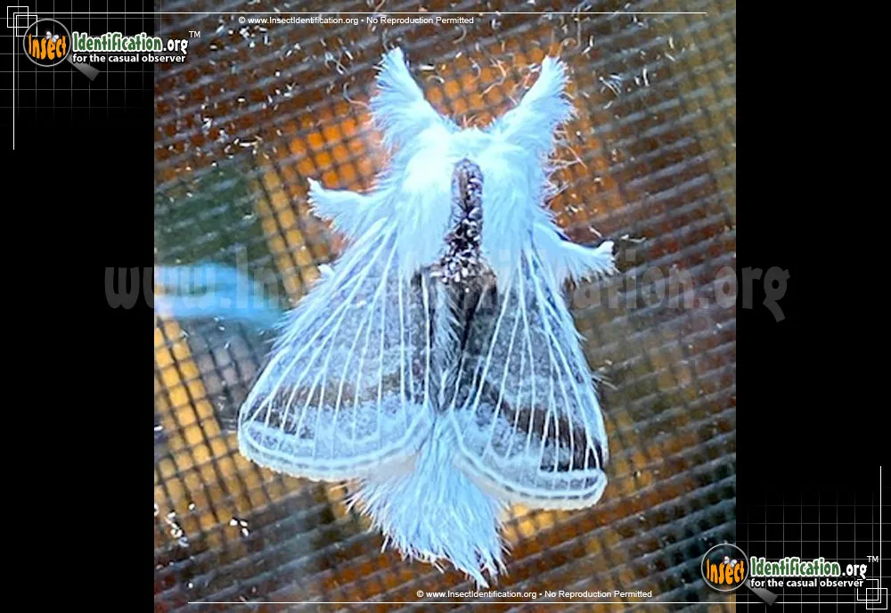 Large Tolype Moth - photo 8