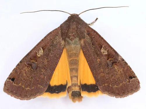 Large Yellow Underwing Moth