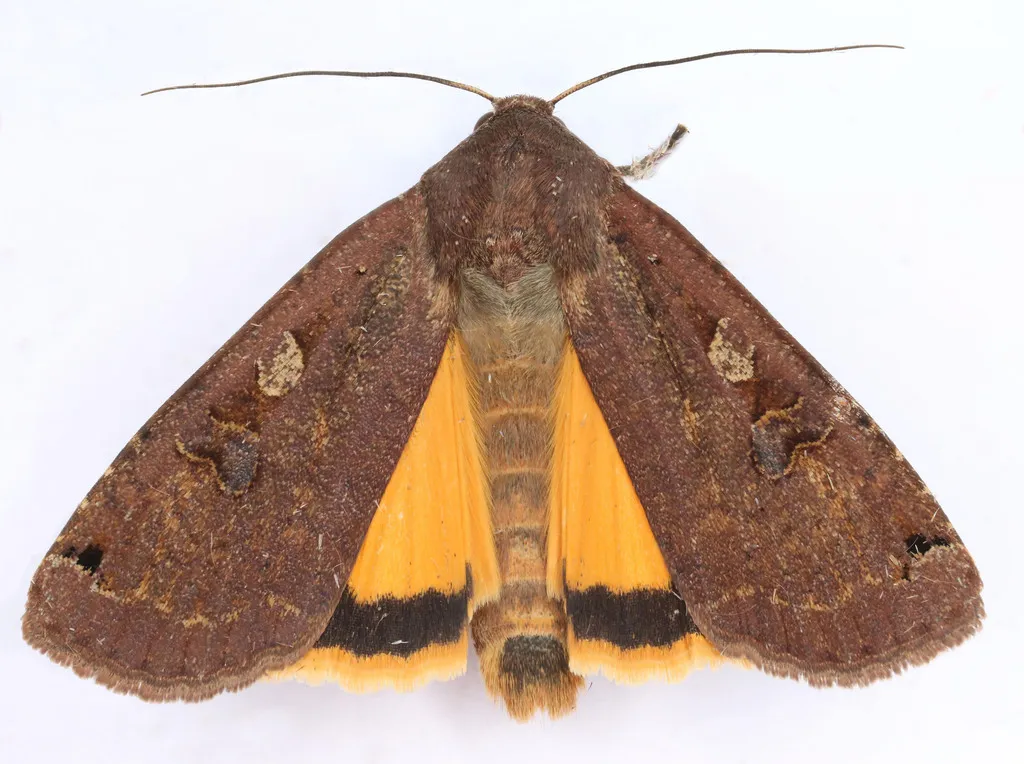 Large Yellow Underwing Moth - photo 2