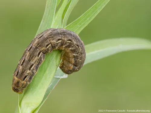Large Yellow Underwing Moth - photo 4
