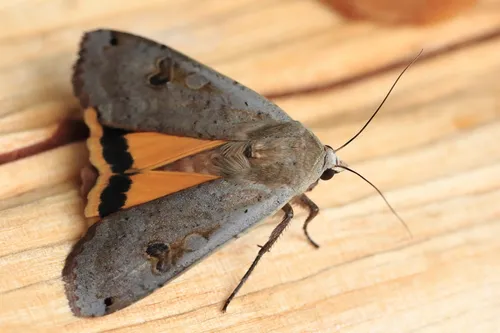 Large Yellow Underwing Moth - photo 5