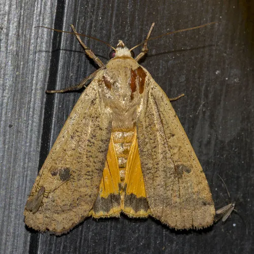 Large Yellow Underwing Moth - photo 7