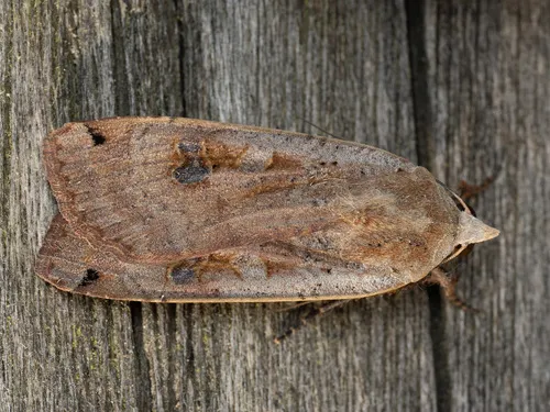 Large Yellow Underwing Moth - photo 8