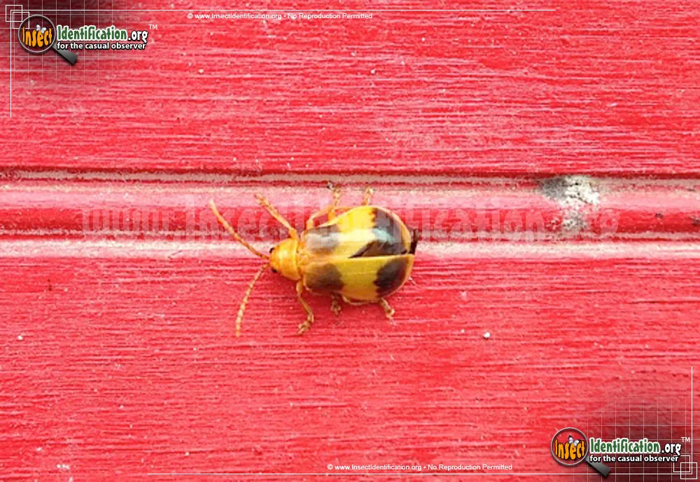 Larger Elm Leaf Beetle - Monocesta coryli