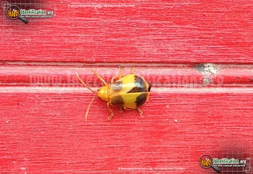 Larger Elm Leaf Beetle - photo 2