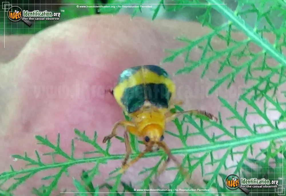 Larger Elm Leaf Beetle - photo 3