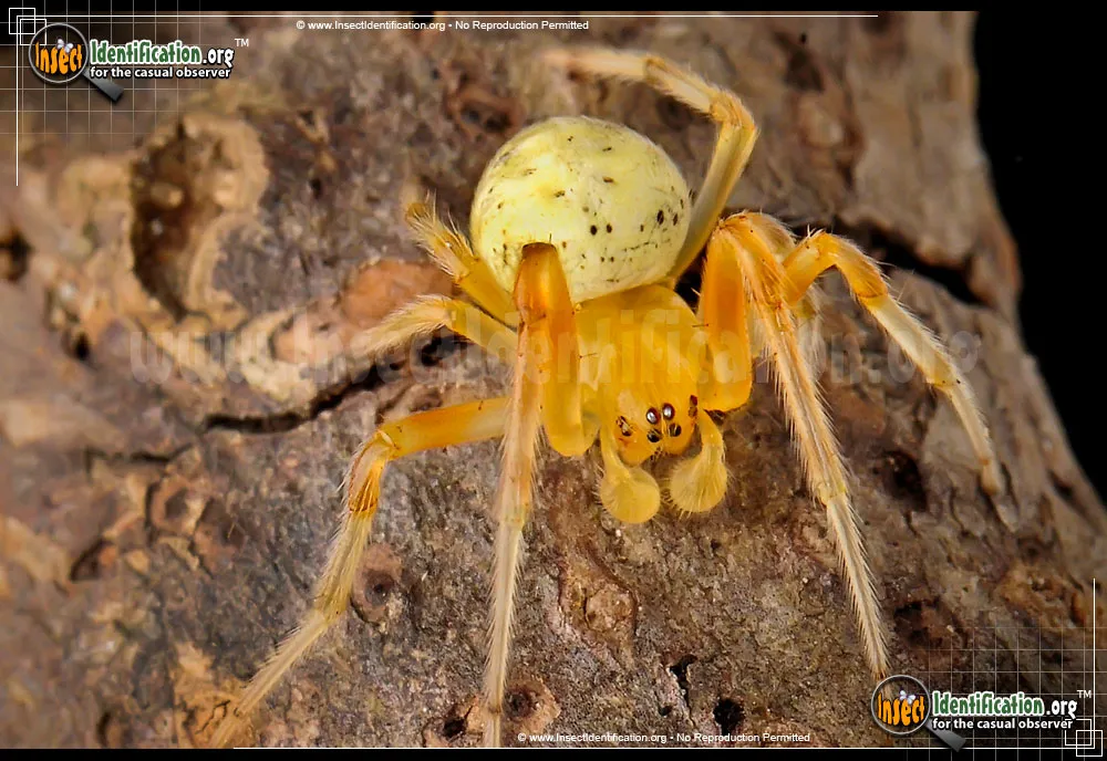 Lattice Orbweaver Spider