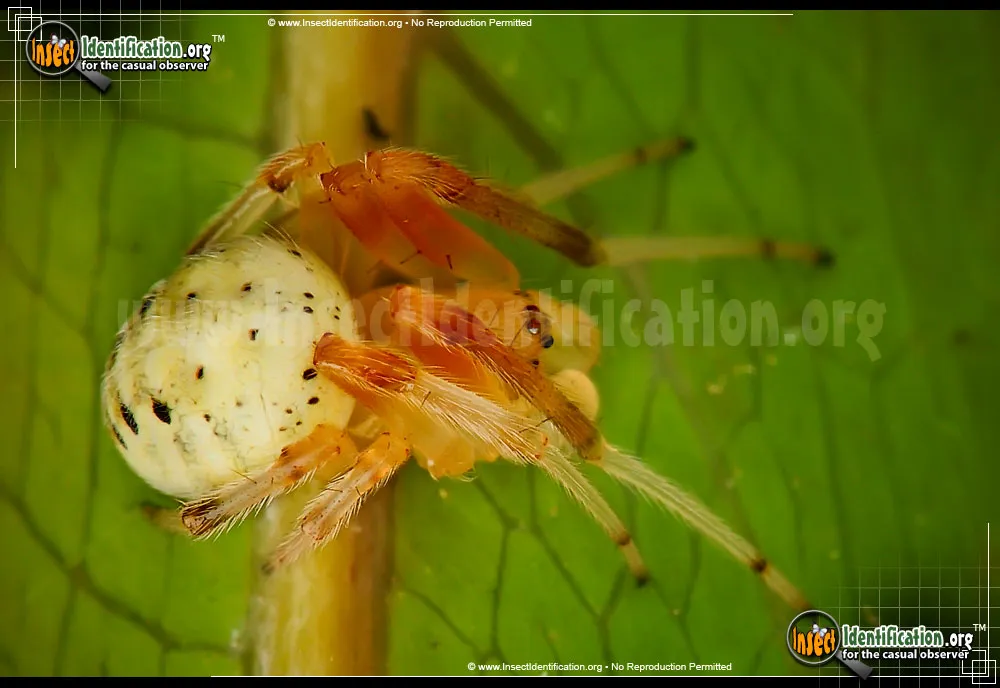 Lattice Orbweaver Spider - photo 3
