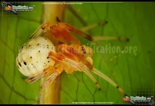 Lattice Orbweaver Spider - photo 4