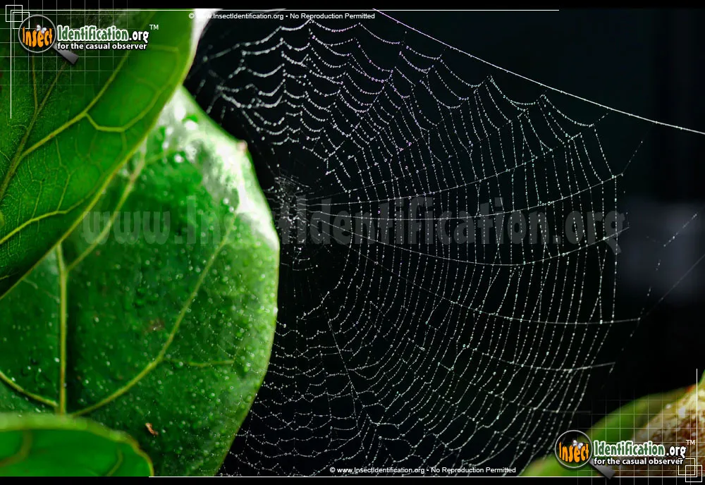 Lattice Orbweaver Spider - photo 5