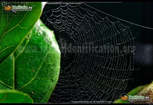 Lattice Orbweaver Spider - photo 6