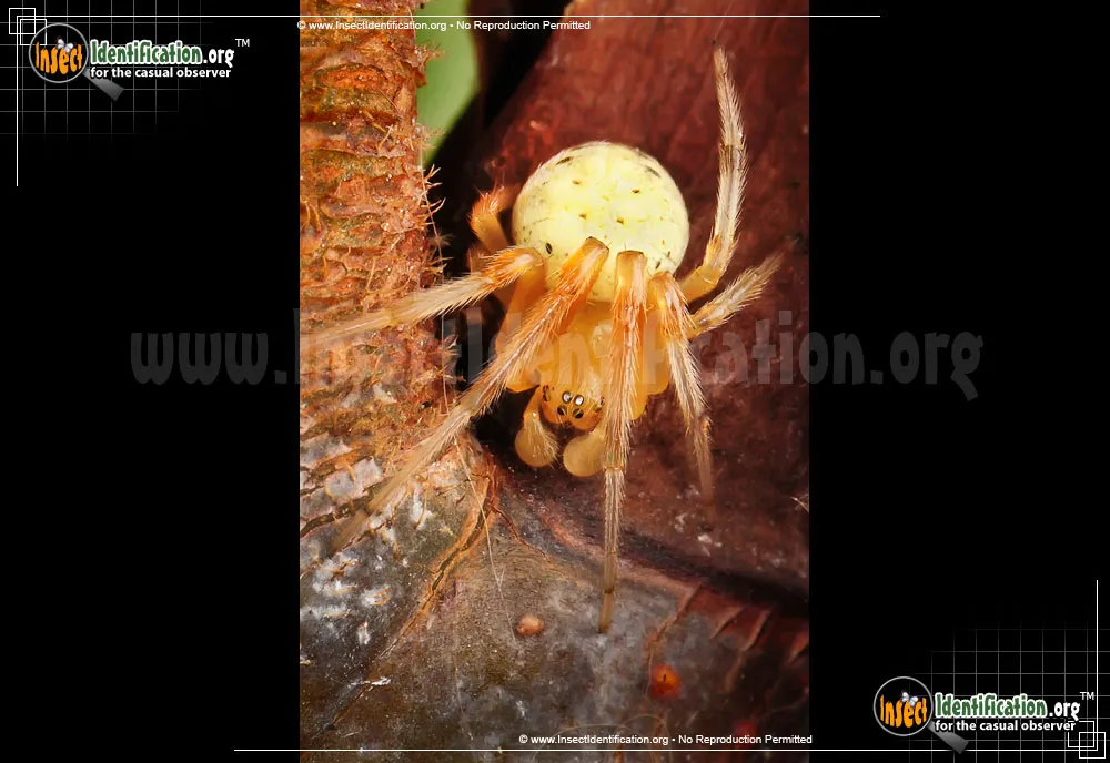Lattice Orbweaver Spider - photo 7