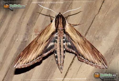 Laurel Sphinx - photo 2