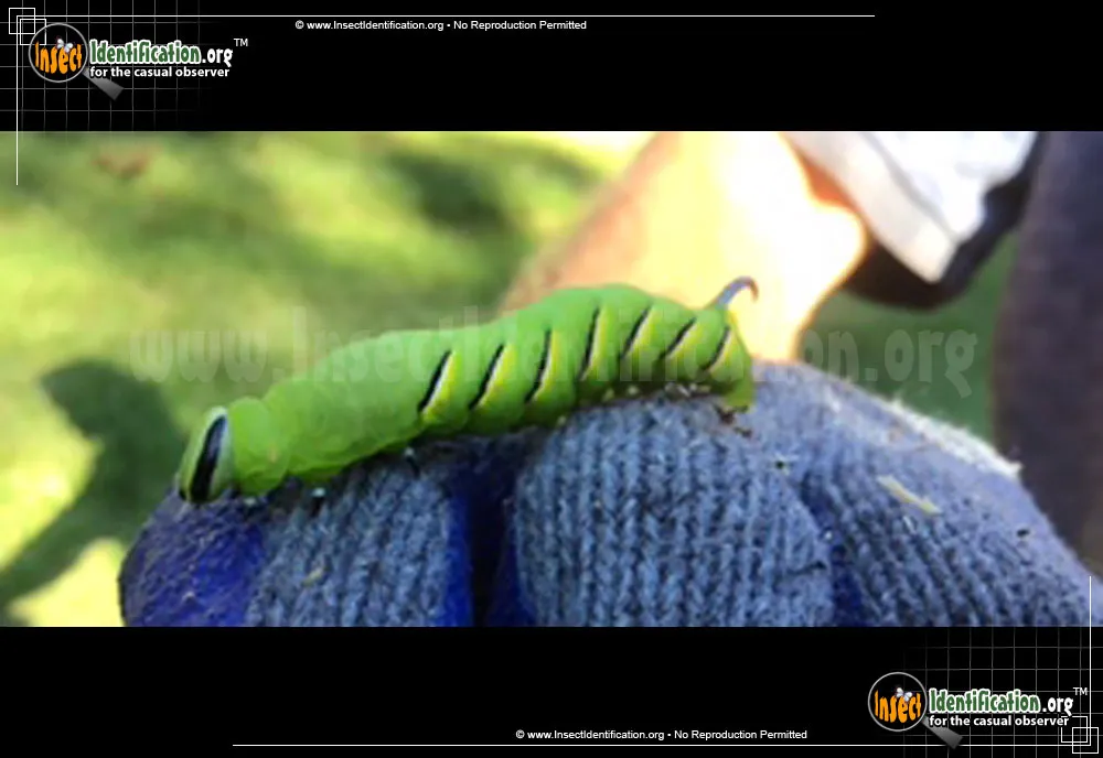Laurel Sphinx - photo 3