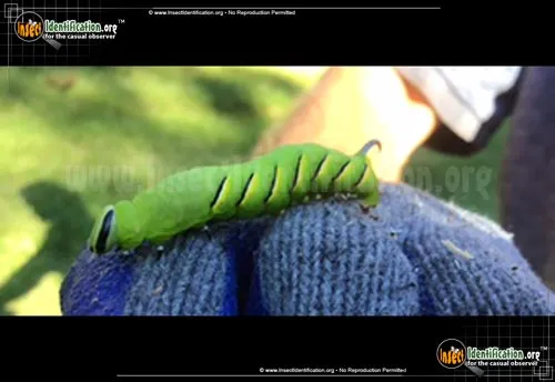 Laurel Sphinx - photo 4