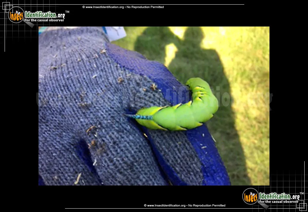Laurel Sphinx - photo 5