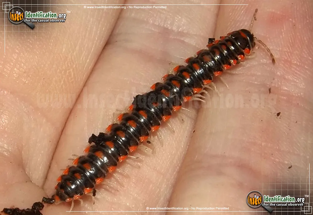 Leach's Train Millipede