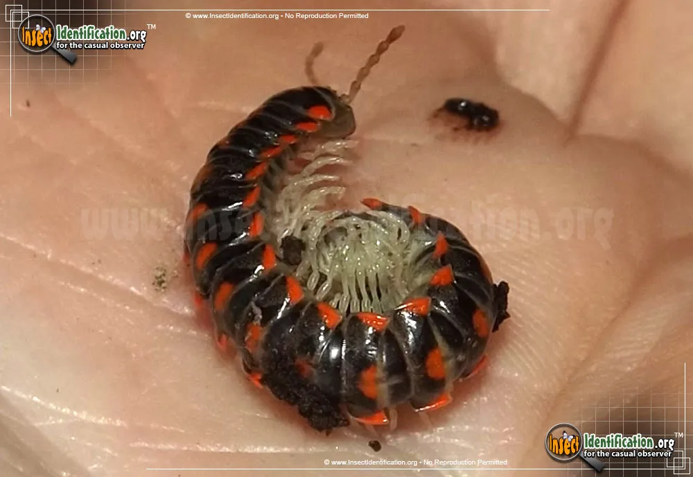 Leach's Train Millipede - photo 3