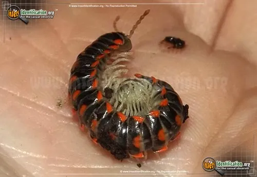 Leach's Train Millipede - photo 4