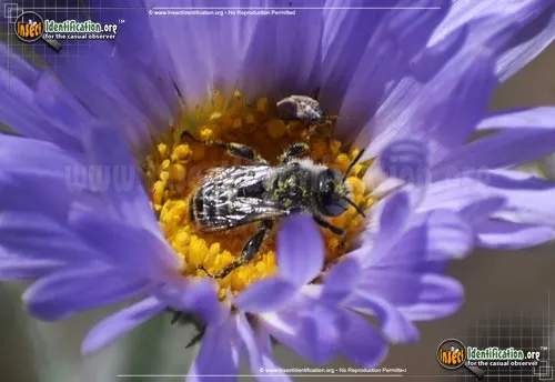 Leafcutter Bee -Megachile sp. - photo 2