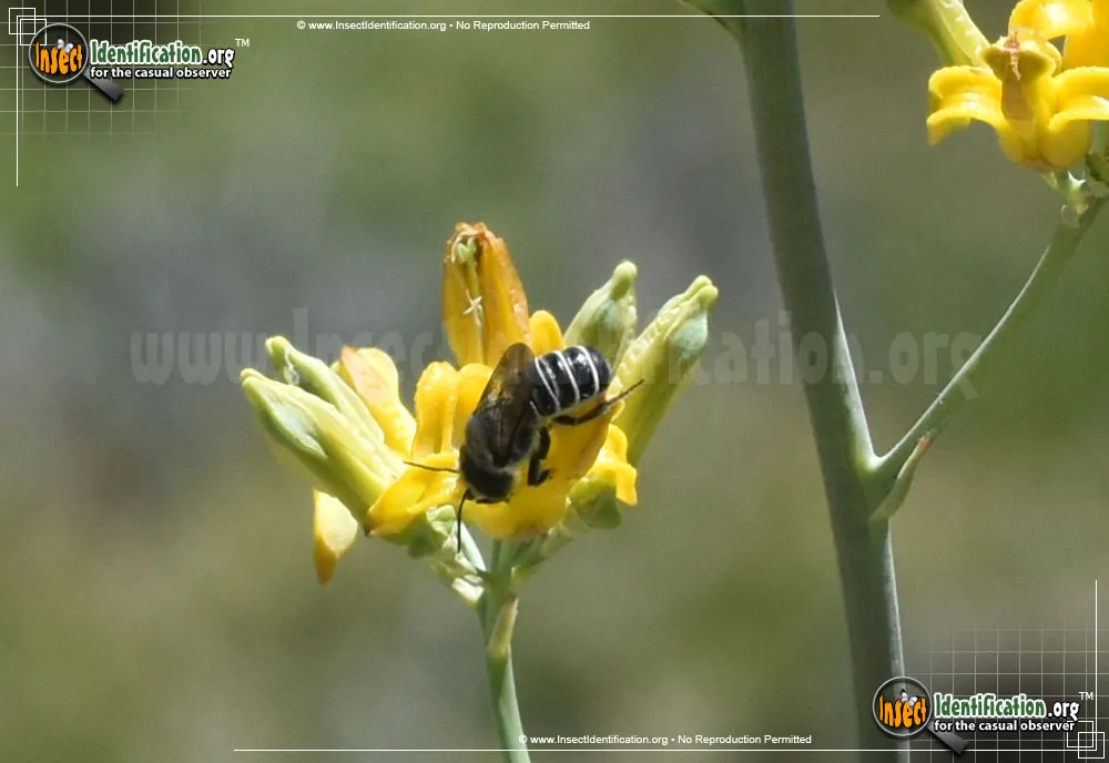 Leafcutter Bee -Megachile sp. - photo 3