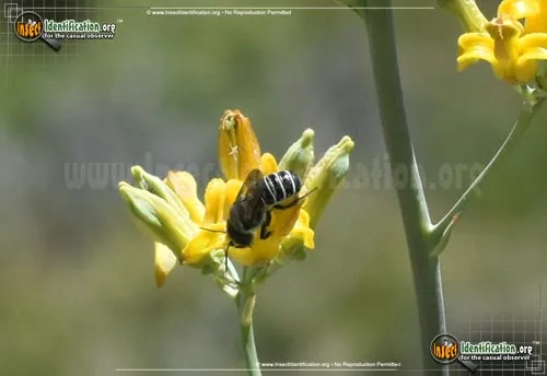 Leafcutter Bee -Megachile sp. - photo 4