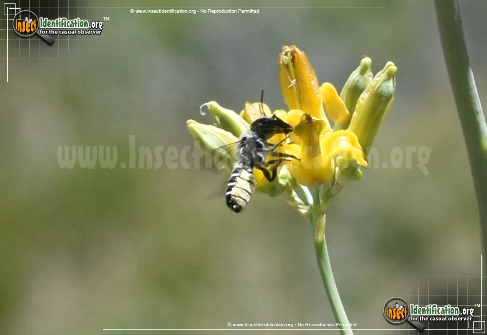Leafcutter Bee -Megachile sp. - photo 5