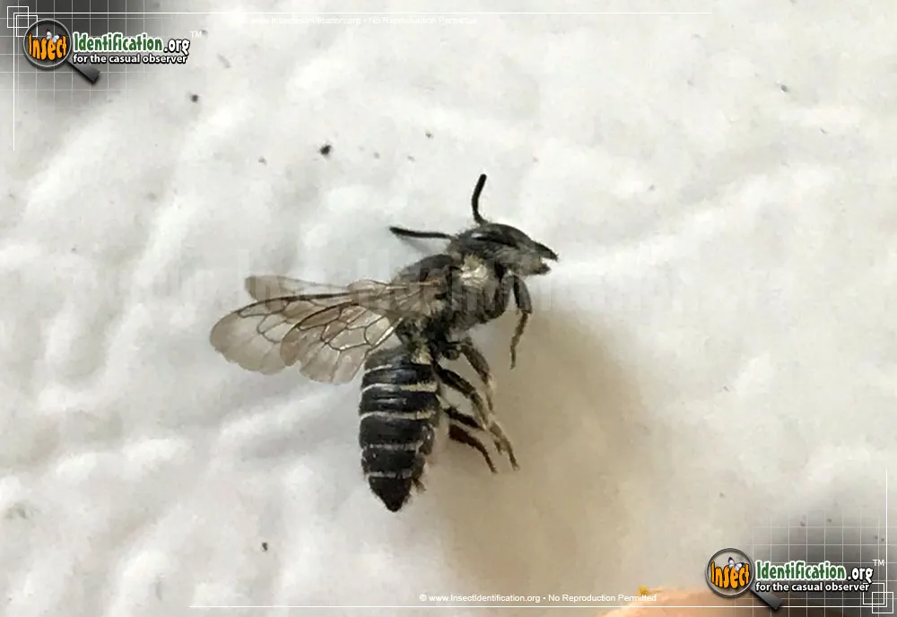 Leafcutter Bee -Megachile sp. - photo 7