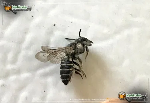 Leafcutter Bee -Megachile sp. - photo 8