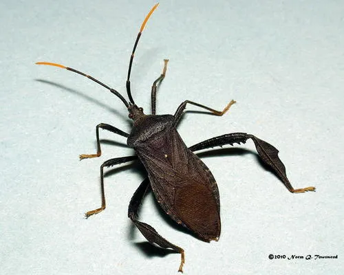 Leaf-footed Bug -A. terminalis