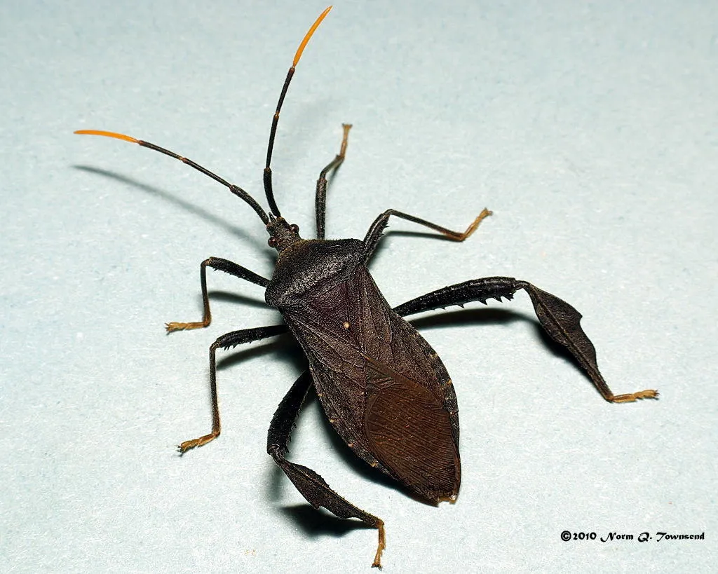 Leaf-footed Bug -A. terminalis - photo 3