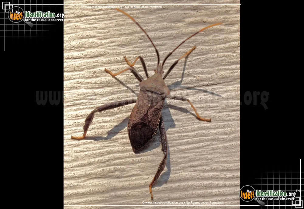 Leaf-footed Bug -A. terminalis - photo 5