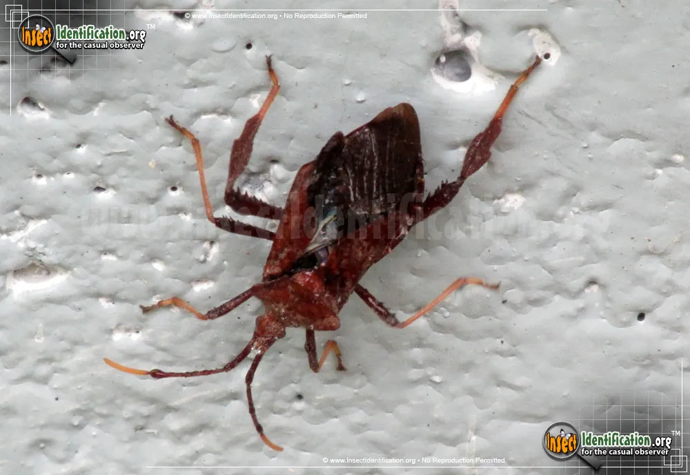 Leaf-footed Bug -A. terminalis - photo 6