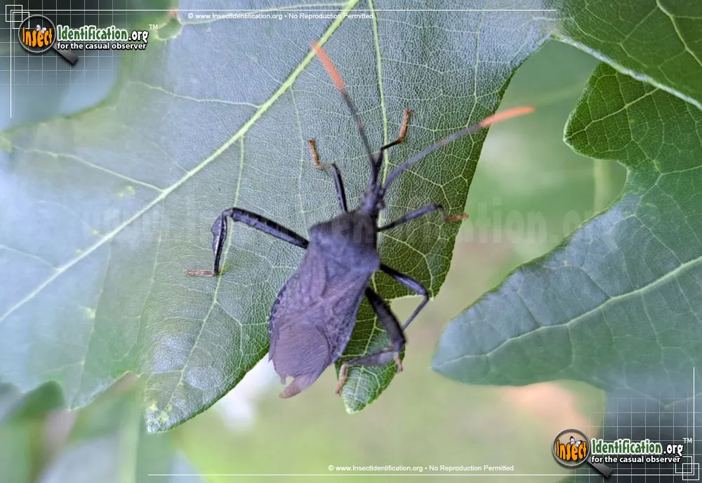 Leaf-footed Bug -A. terminalis - photo 7