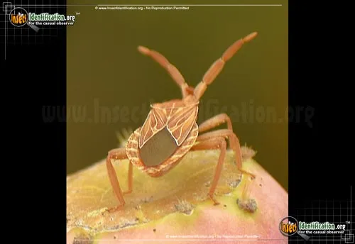 Leaf-footed Bug -C. tabulata - photo 2