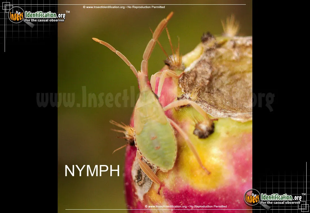 Leaf-footed Bug -C. tabulata - photo 3