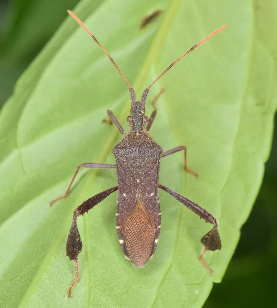 Leaf-footed Bug -L. oppositus - photo 2