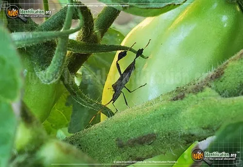 Leaf-footed Bug -L. oppositus - photo 4