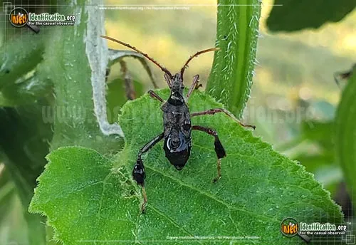 Leaf-footed Bug -L. oppositus - photo 6